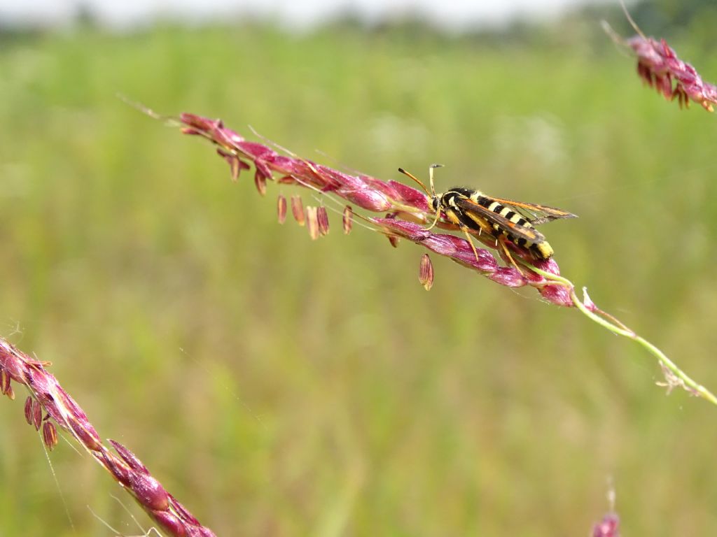 Pyropteron chrysidiformis, ID corretto?